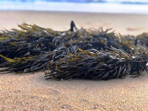 The Mythology and Folklore of Magic Seaweed on the Beach